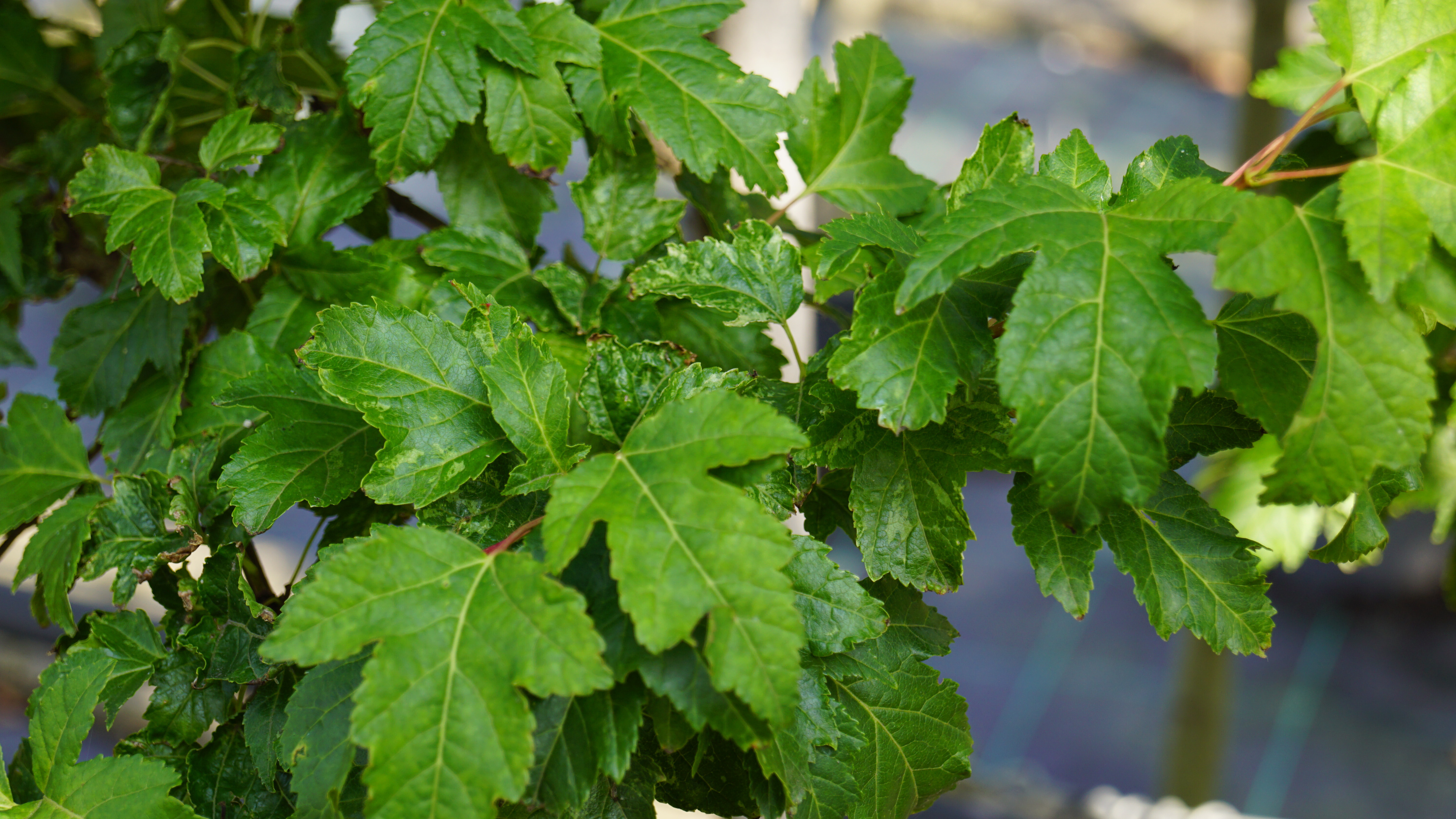Acer tataricum ginnala (2)